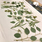 Canvas Shorty Bin - Eucalyptus